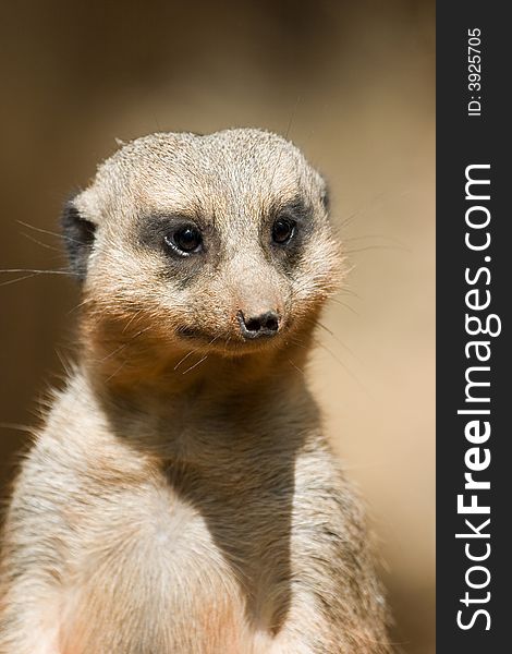 Portrait of African meercat head brightly lit by sun. Portrait of African meercat head brightly lit by sun