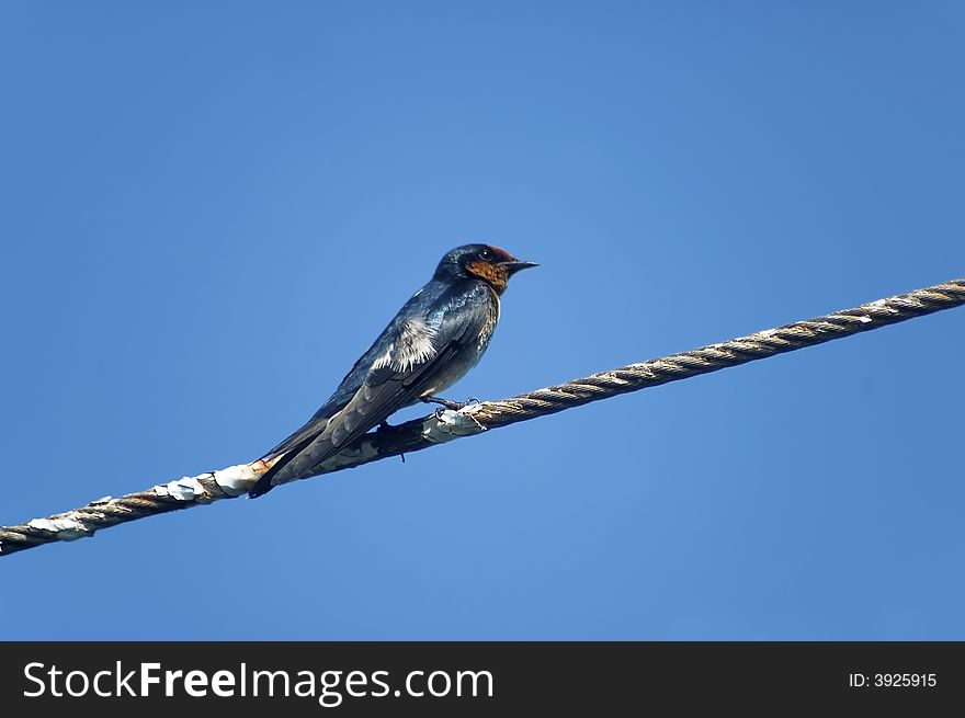 Small bird on a wire against blue sky