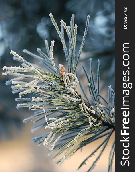 Pine-tree with a little bit of snow on top. Pine-tree with a little bit of snow on top