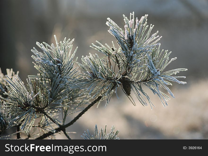 Pine-tree with a little bit of snow on top. Pine-tree with a little bit of snow on top