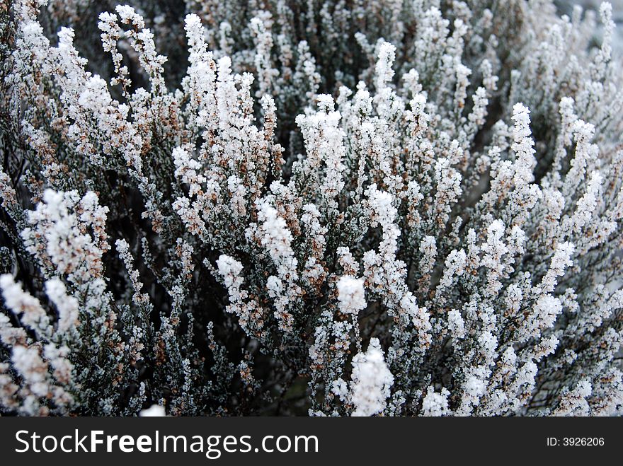 Detail of plants with a little bit of snow on top. Detail of plants with a little bit of snow on top