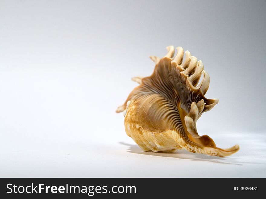 Sea Shell on a white background. Sea Shell on a white background