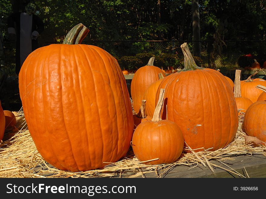 Pumpkins on straw on a sunny day