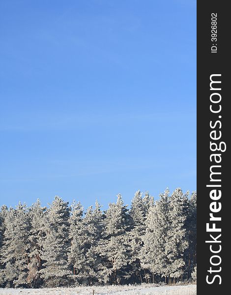 Winter landscape: frozen trees over blue sky