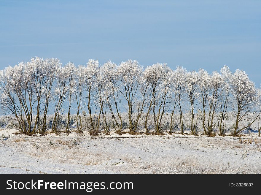 Winter landscape: frozen trees over blue sky