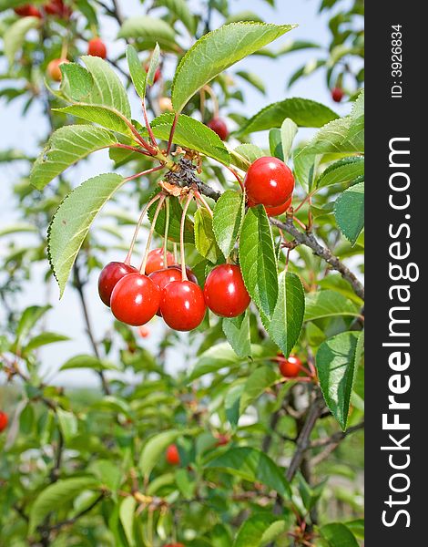They are crisp cherries on the tree. They are crisp cherries on the tree.