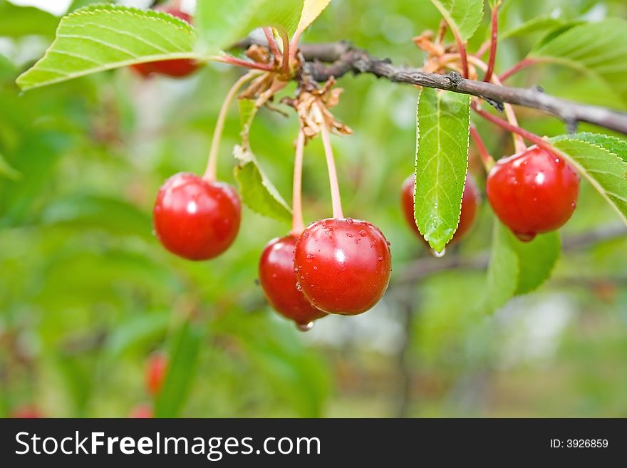 They are crisp sour cherries on the tree. They are crisp sour cherries on the tree.