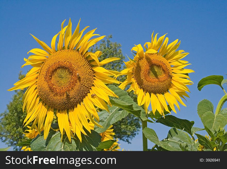 A sunflower is summer watching at a close range in sunshine. A sunflower is summer watching at a close range in sunshine.