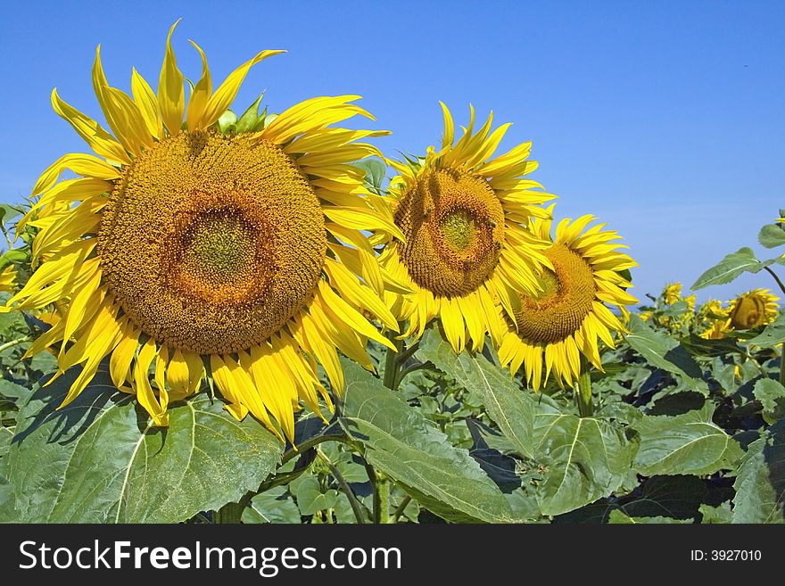 A sunflower is summer watching at a close range in sunshine. A sunflower is summer watching at a close range in sunshine.
