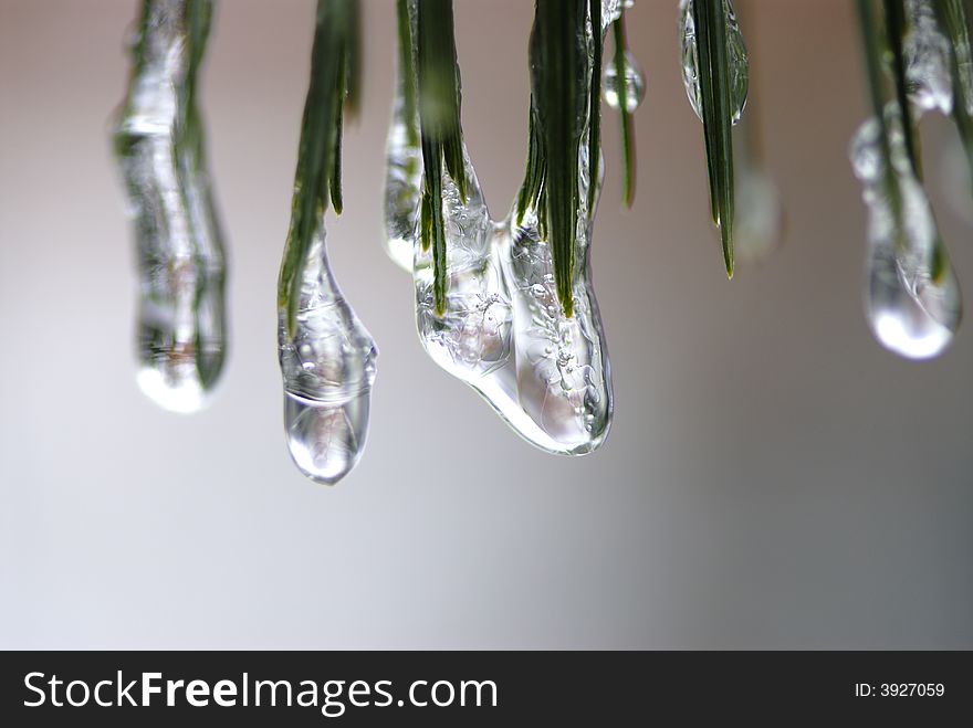 Ice droplets on pine tree needles. Ice droplets on pine tree needles.
