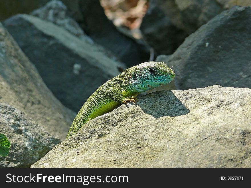 A green lizard lies in ambush on the stones. A green lizard lies in ambush on the stones.