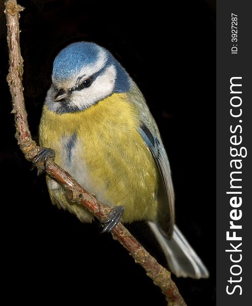 Small manycoloured bird isolated on black background. Small manycoloured bird isolated on black background