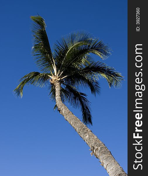 A tall palm tree under a clear blue sky.