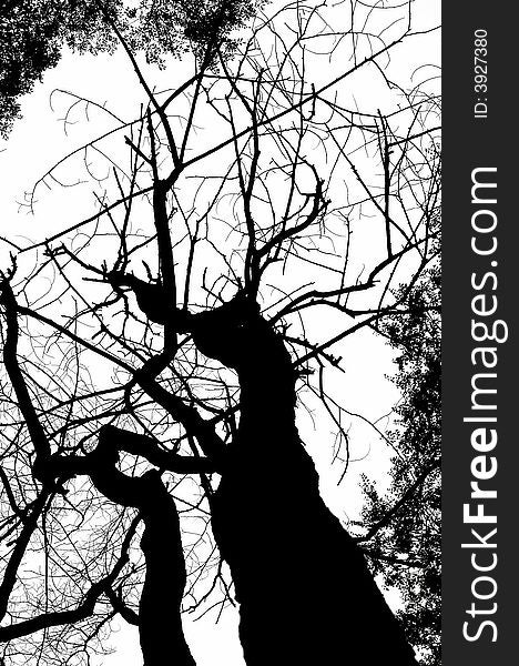 Monochrome dead tree silhouette isolated on white. Monochrome dead tree silhouette isolated on white