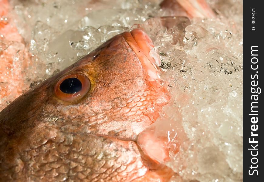 Red snapper being sold in a fish market. Red snapper being sold in a fish market.