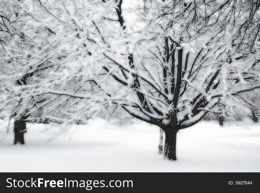 Black and white trees covered with fresh snow. Black and white trees covered with fresh snow