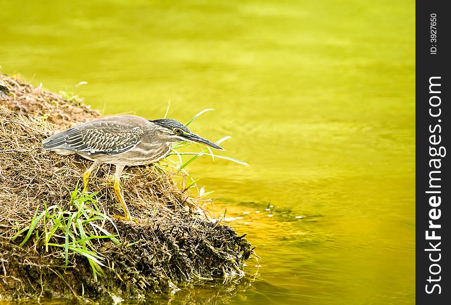 Little heron fishing at the edge of a marsh. Little heron fishing at the edge of a marsh