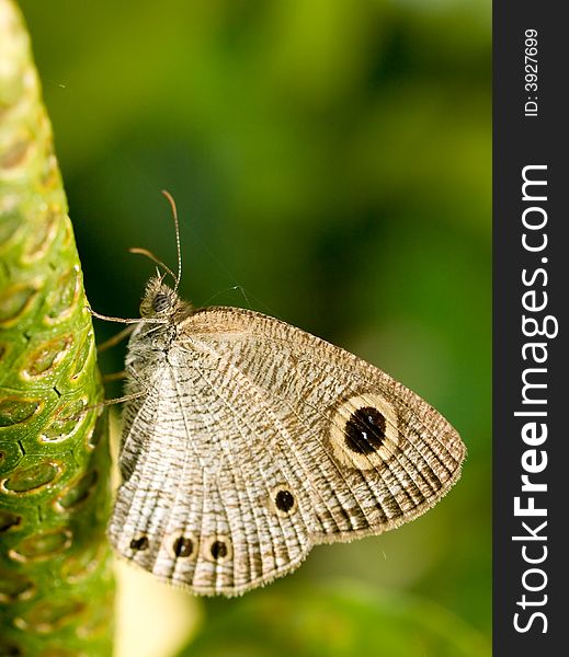 A Common Four Ring Butterfly (Ypthima huebneri) resting on a flower early in the morning