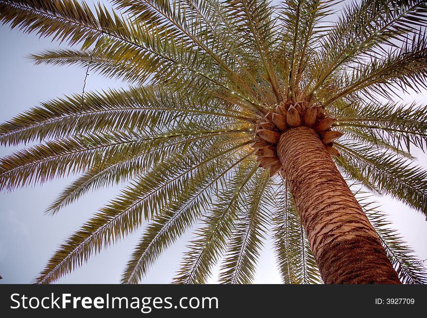 Upwards view of a palm decorated with christmas lights (HDR version)