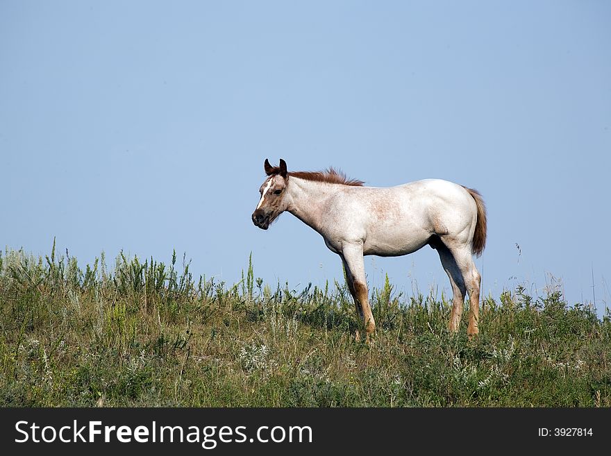 Red roan quarter horse foal standing on hill in green pasture. copyright Becky Hermanson