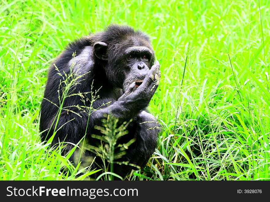 This Chimpanzee is in a jovial mood. Like many of the great apes, Chimpanzee shows a propensity to human characteristics. To be in their presence is a true privilege and an experience one is unlikely to forget.