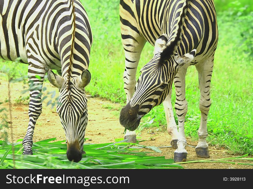 Zebra herd in the meadow and sharing food.