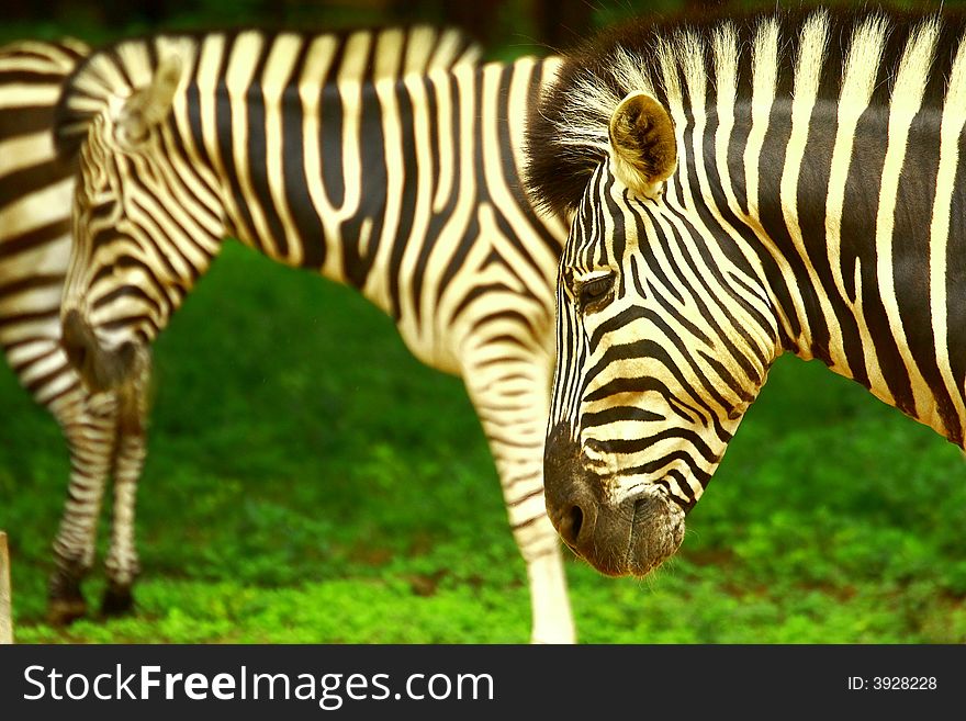 Zebra herd in the meadow. This image is all about the pattern and dominace. The foregroung zebra is the adds the dominace factor where as the stripes and multiple faces add pattern and textures.