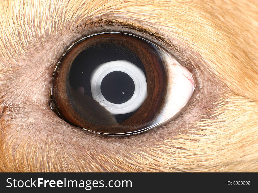 Extreme close up of a brown dog's eye. Extreme close up of a brown dog's eye