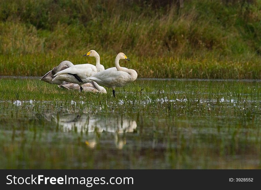 Swan S Family