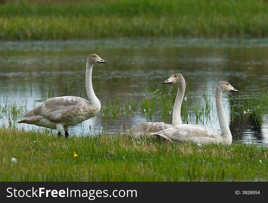 Swan S Family