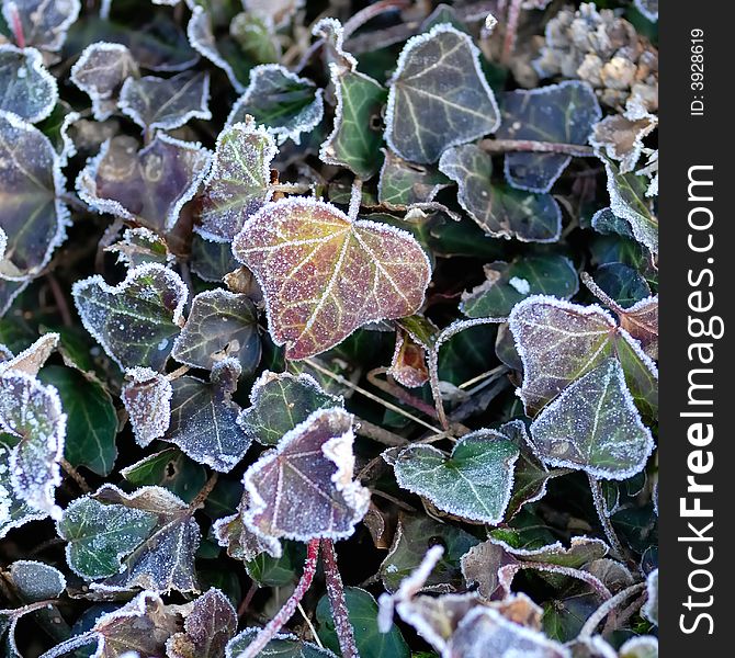 Closeup photography of frost on leaves. Closeup photography of frost on leaves