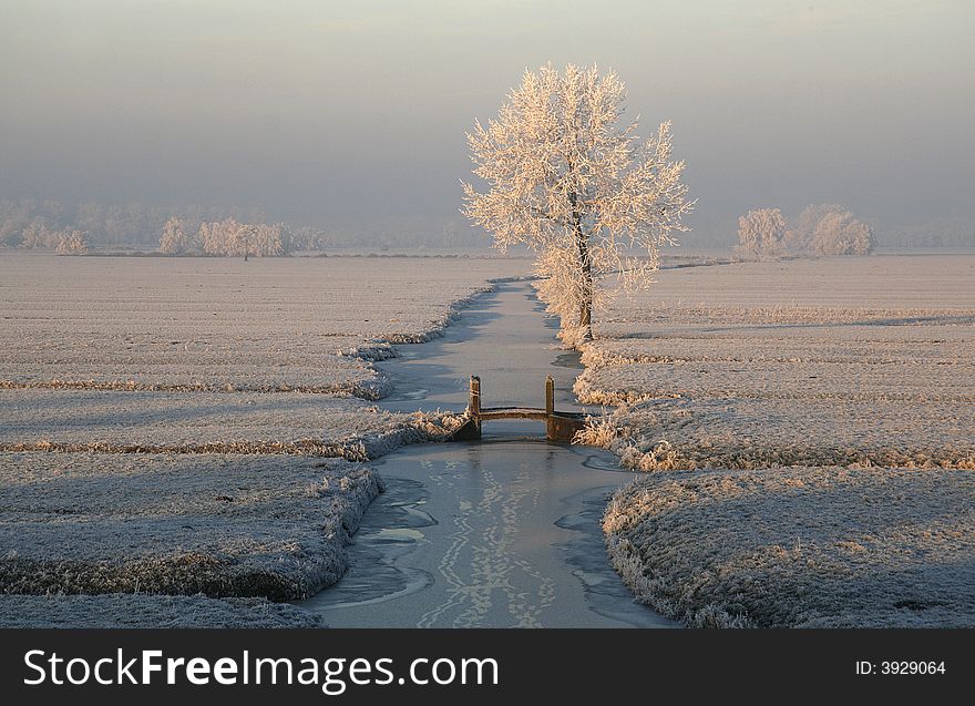 Frozen trees in the sunset. Frozen trees in the sunset