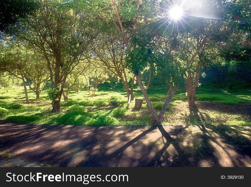 Middle setting sun in green forest casting long shadows. Middle setting sun in green forest casting long shadows