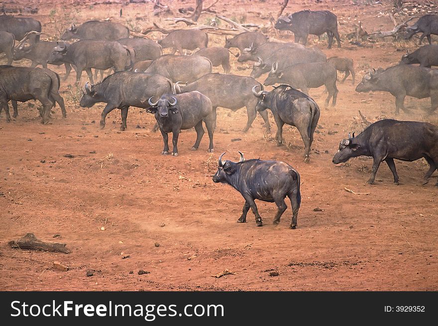 Buffalo herd on bare earth in Tsavo park, Kenya. Buffalo herd on bare earth in Tsavo park, Kenya.