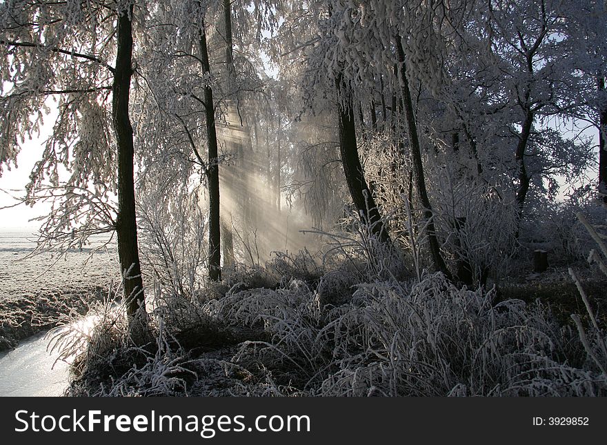 Frozen trees in the sunshine. Frozen trees in the sunshine