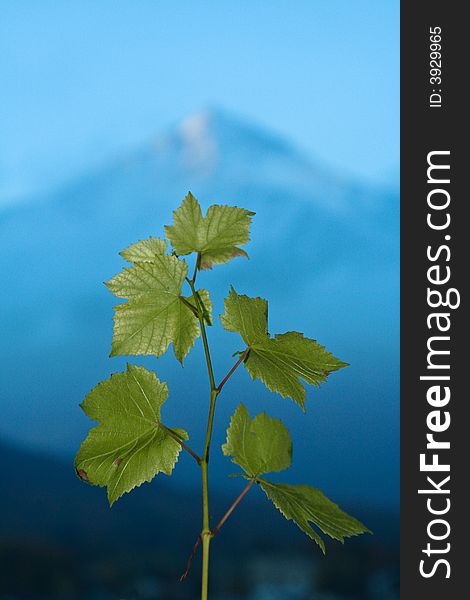 A branch of green grape leaves points skyward in front of a mountain. A branch of green grape leaves points skyward in front of a mountain.