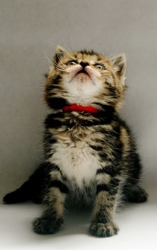 Kitten In Red Collar Looking Up Royalty Free Stock Image
