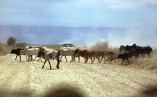 Masai Herd Royalty Free Stock Photos Masai Herd Royalty Free Stock Photos