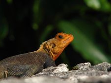 Colorful Lizard Royalty Free Stock Images Colorful Lizard Royalty Free Stock Images