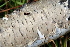 Birch Bark Close-up Royalty Free Stock Images