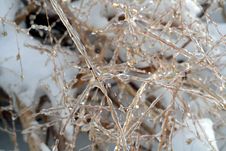 Ice Covered Grass Stock Image Ice Covered Grass Stock Image