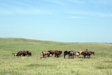 Horse Herd Grazing Royalty Free Stock Photography Horse Herd Grazing Royalty Free Stock Photography