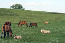 Quarterhorse Mares Grazing Royalty Free Stock Images Quarterhorse Mares Grazing Royalty Free Stock Images