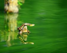 Snake Stock Images Snake Stock Images