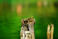 Snake Stock Photo Snake Stock Photo