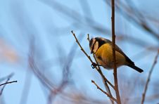 Free Blue Tit Stock Photo - 3938760