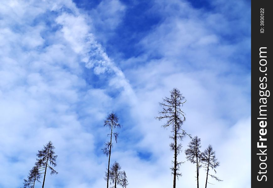 High trees with blue sky and clouds background.