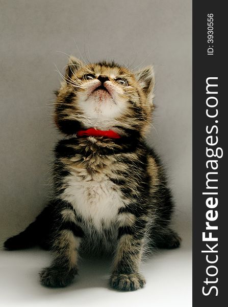 Small, furry tabby kitten looking up, grey background. Small, furry tabby kitten looking up, grey background