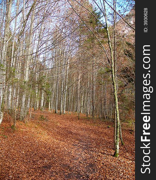 The forest beside the koenigssee in Germany. It's shot in winter. The forest beside the koenigssee in Germany. It's shot in winter.