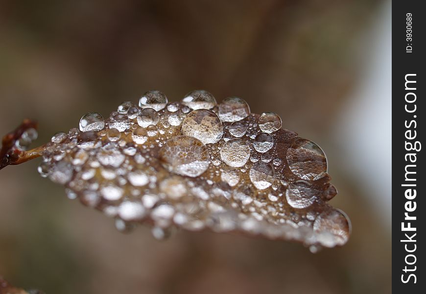 Dewdrops On The Leaf